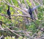 The anhinga is a diving bird that swims under water.