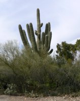 This saguaro grows very near the RV park area.