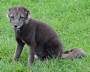 This arctic fox pup is still mostly black, but just starting to turn white.