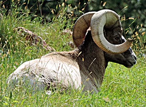 The bighorn sheep are lead by two large rams.