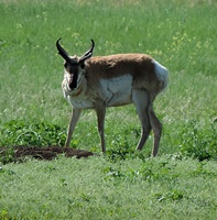 This male pronghorn seems to be posing for his picture!