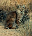 The bobcat was one of the animals seen in the campground.