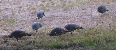 Wild turkeys feed near the motorhome.
