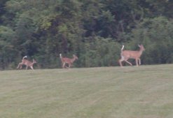 White tail deer graze on the field almost daily.