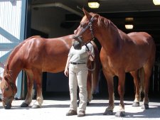 The Suffolk Punch is a breed developed in the US for farm use.