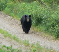 This mother bear and her three cubs were crossing the road just as we happened by.