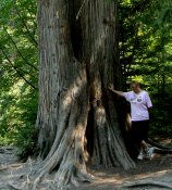 Pam poses with one of the very large cedar trees of this forest.