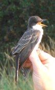A kingbird is telling the world it's time for release!