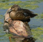 There are numerous blue wing teal that nest on the refuge.