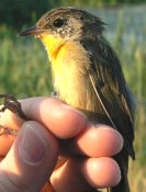 One of many yellow belly warblers that were banded.