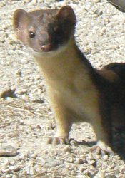 One of our nearest neighbors was a weasel.