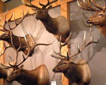 This is the trophy room of the Elk Foundation's visitor center.