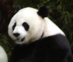 The giant pandas are the biggest attraction. If you click on Ying Ying, you will see Ling Ling.