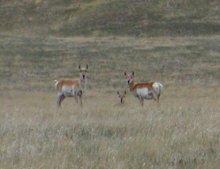 Pronghorn antelope are a fairly common site here.