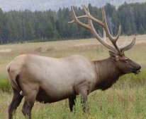 The majestic bull elk! (click to see another bull)