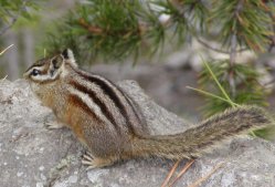 One of Yellowstone's many chipmonks.
