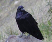 The raven is a very common site in the park.