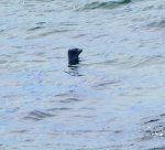 Here we see a harbor seal with his head held high to get a look at us!