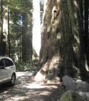 Here we see our CR-V beside one of the typical trees of this forest.