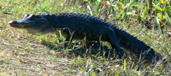 alligator walks