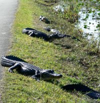 alligator row