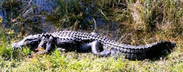 The american alligator is a very common animal here.