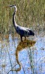 The great blue heron is a pretty common bird here.