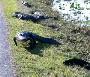 Five alligators in the sun and more coming!