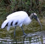 The endangered wood stork can be seen here frequently.