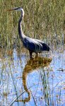 The great blue heron is one of the largest wading birds.