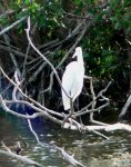 The great egret is one of the more common birds here.