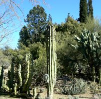 The entry into the cactus garden at the arboretum.