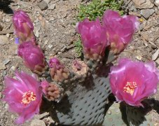 One of many pick prickly pear flowers in the gardens.