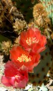 One of the red prickly pear flowers in the cactus garden.
