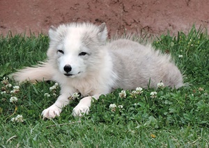 The arctic fox pups are born in diffeerent colors but turn white as juvenials.