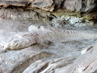 An alligator carved into the stone of a cave on the refuge property that is said to be from prehistoric times.
