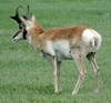 A nice pronghorn buck seemed to be posing for us! 