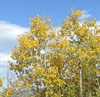 The aspens are beging to change to gold as fall weather arrives.