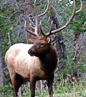 This heard bull elk was proudly showing his stuff to all of the ladies!