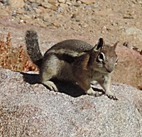 The chipmuns and squirrels were almost aggressive.