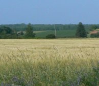 A view of one of many fields of barley around the island.