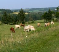 There are small herds of beef cattle in places.
