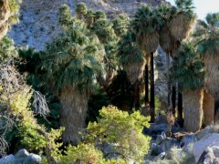 The 49 Palms oasis is a tropic located in the harsh desert.
