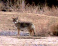 This coyote passed near our site most mornings.