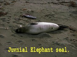 juvenial elephant seal