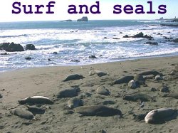 surf and seals