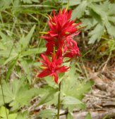 Indinian paintbrush is seen in most open areas of the forest.