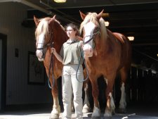 A pair of Belgian draft horses, the heaviest known breed.