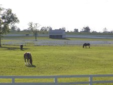 The main pastures with horses out to graze.