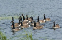 The quarry is the Canada Goose.